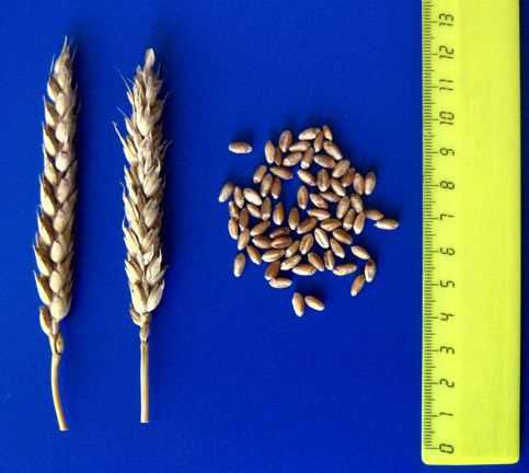 Устойчивость мягкой пшеницы к вредителям и болезням