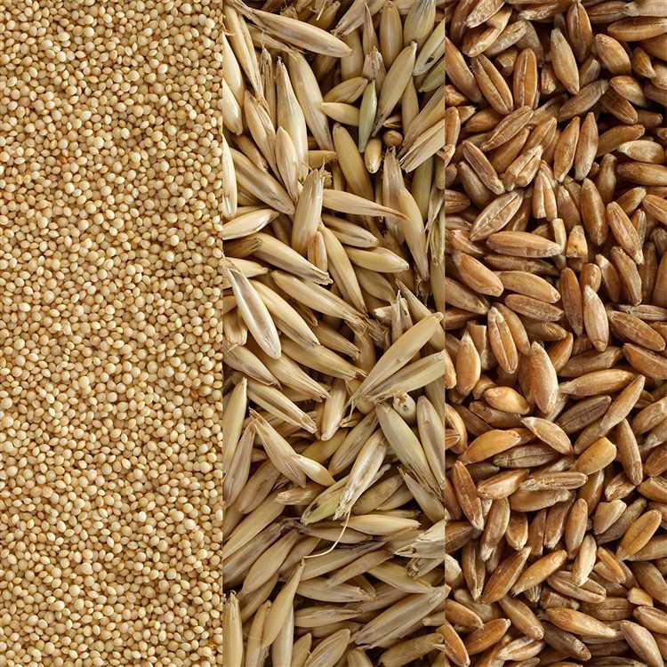 Важность мягкой пшеницы в рационе человека