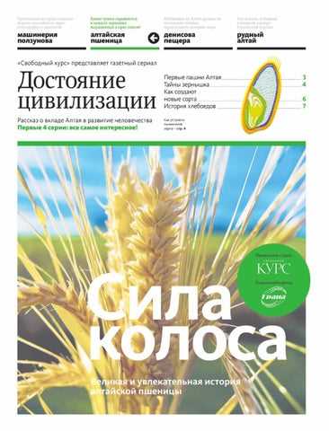 История пшеницы в России: от первых посевов до современных сортов