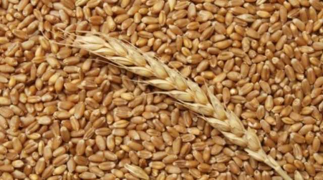 Современные требования к отбору и хранению семян мягкой пшеницы