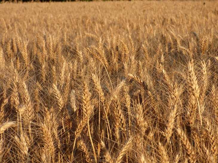 Твердая пшеница: экологически чистый продукт