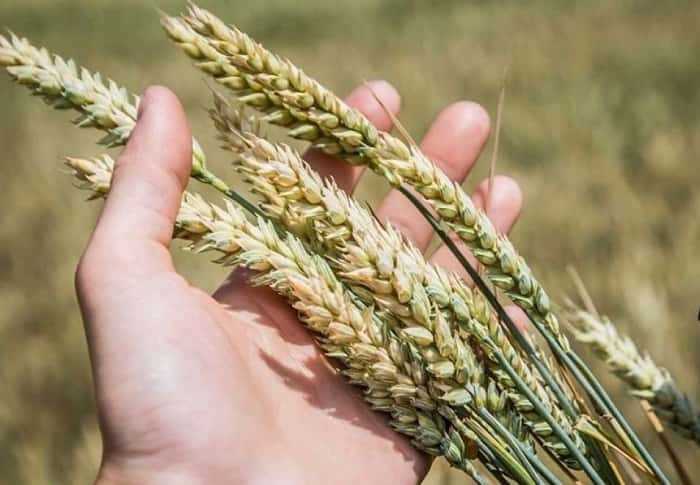 Как различные климатические условия влияют на процесс выращивания мягкой пшеницы?