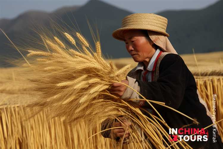 Возможности использования мягкой пшеницы в разных отраслях промышленности
