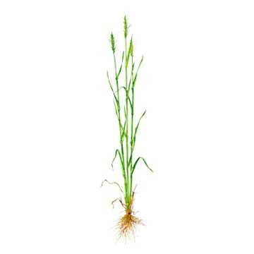 Использование мягкой пшеницы в диетологии: преимущества и рекомендации