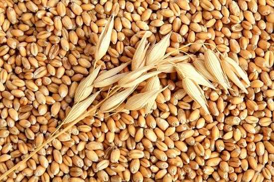 Твердая пшеница: культурное растение с древнейших времен