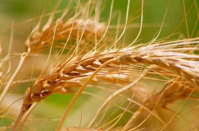 Использование пшеницы в медицине и косметологии: история и современные тенденции