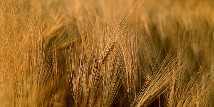 Сравнение мягкой и твердой пшеницы: какая лучше?
