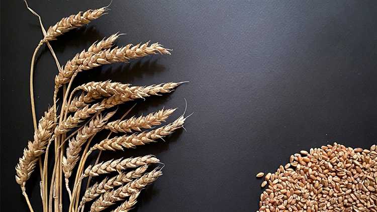 Современные методы выращивания и сбора урожая твердой пшеницы с использованием новейших технологий