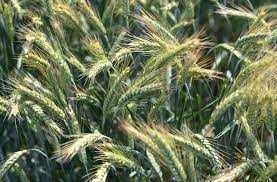 Адаптация мягкой пшеницы к различным климатическим условиям