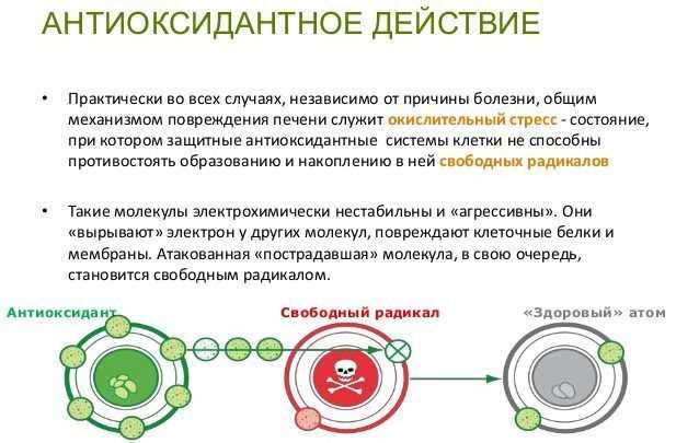 Антиоксиданты эммера (дикого зерна) и их положительное влияние на организм