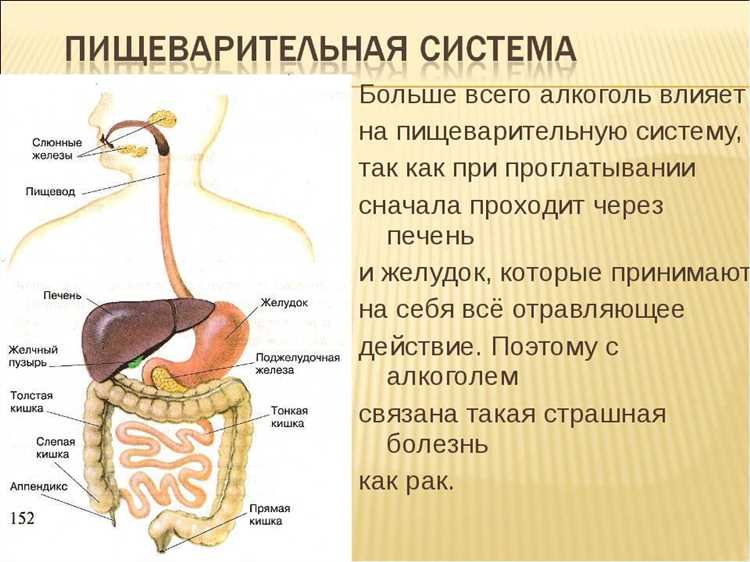 Черный хлеб и его влияние на пищеварение