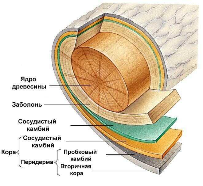 История деревянных дощечек для выпечки хлеба