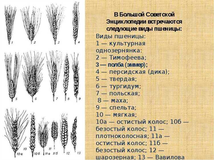 Эммер (дикое зерно) и его положительное влияние на пищеварительную систему