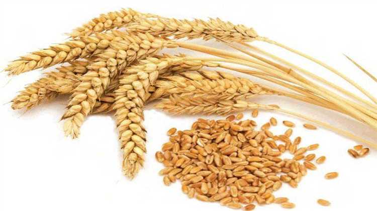 Эммер (дикое зерно) и его польза для людей с аллергией на пшеницу