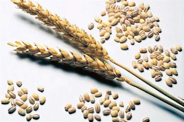 Эммер (дикое зерно) и его роль в питании людей с аллергиями на пшеницу
