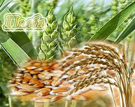 Эммер (дикое зерно) и его роль в здоровом образе жизни