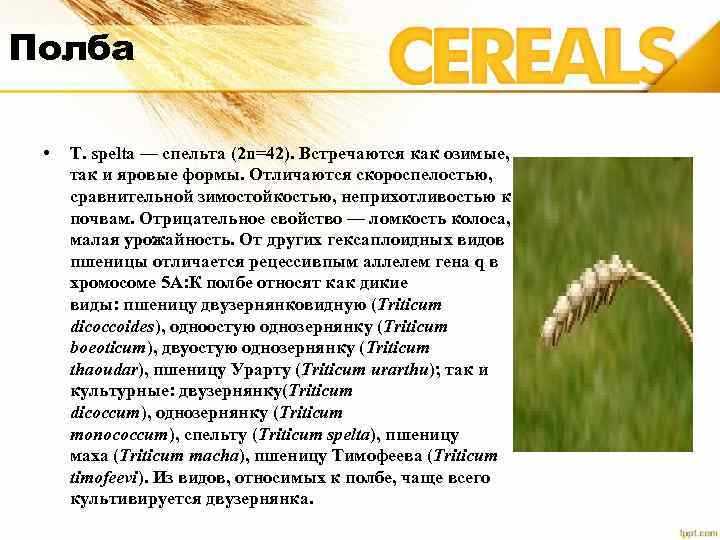 Эммер: как это зерно меняет наше представление о пшенице