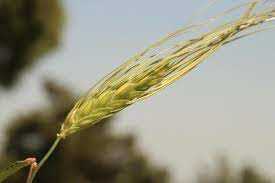 Изучение генетической структуры пшеницы: история и достижения