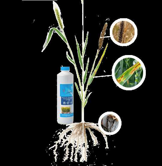 Проблемы выращивания мягкой пшеницы и важность инноваций