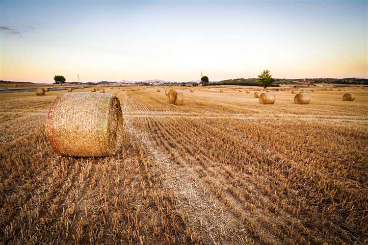 Использование биотехнологий в выращивании мягкой пшеницы
