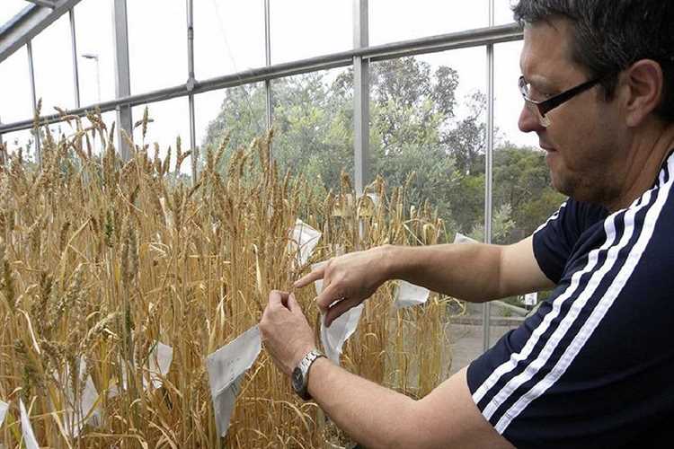 Инновационные методы и технологии в выращивании мягкой пшеницы
