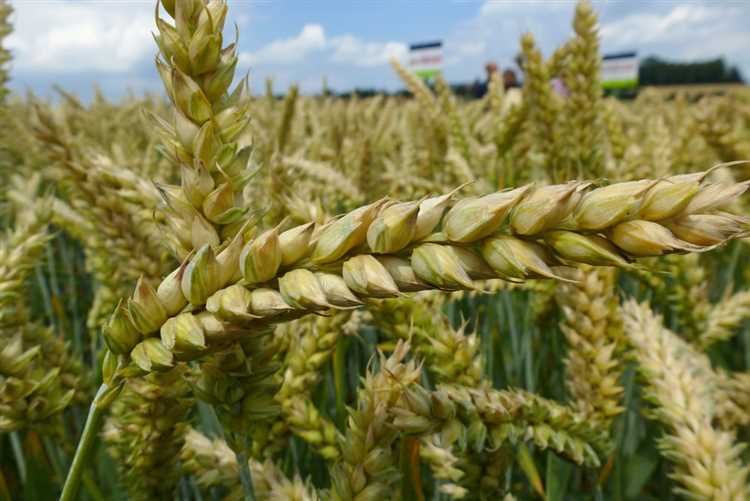 Использование мягкой пшеницы в кормовом производстве
