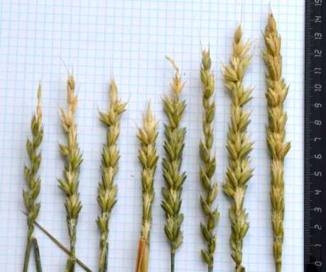 Перспективы выращивания пшеницы в России