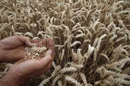 История цен на пшеницу: от средневековых голодовок до современных биржевых сделок.