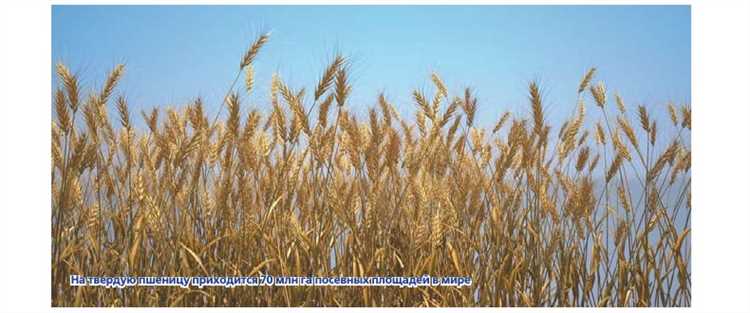 История выращивания пшеницы: от древних цивилизаций до современности.