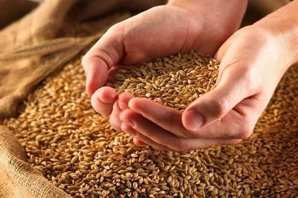 Как правильно хранить твердую пшеницу дома