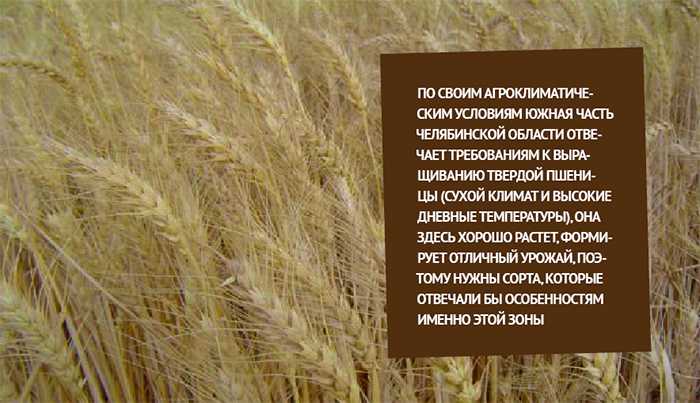 Как правильно хранить твердую пшеницу дома