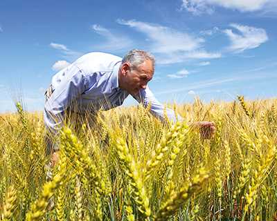 Экономические последствия кризиса в мягкой пшенице