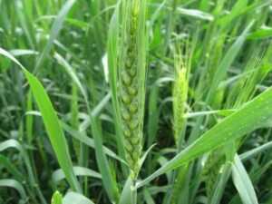 Мягкая пшеница и ее значение в племенном деле