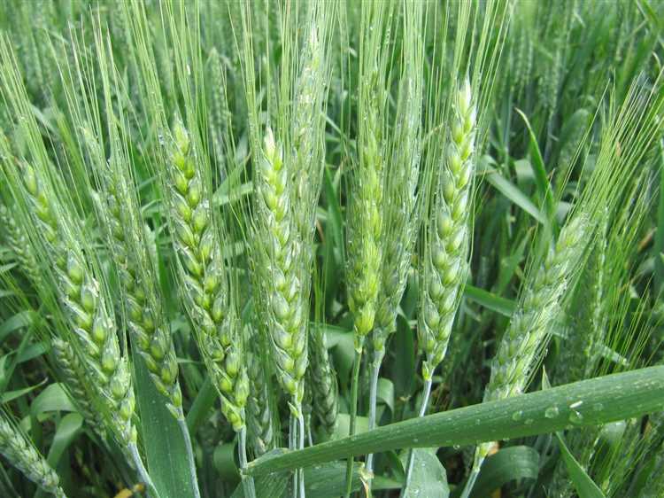 Мягкая пшеница как элемент национальной продовольственной безопасности