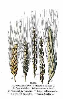 Польза мягкой пшеницы для здоровья