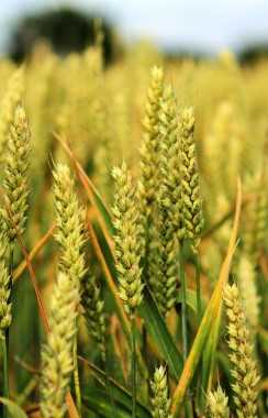 Применение исследований мягкой пшеницы в медицине