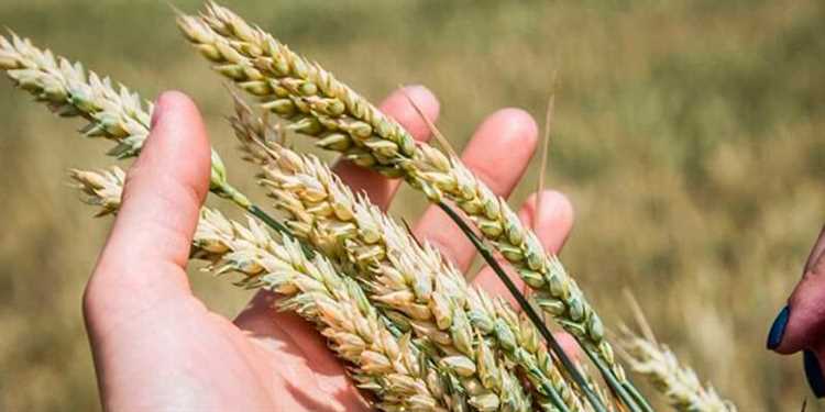 Обзор сортов мягкой пшеницы и их особенности