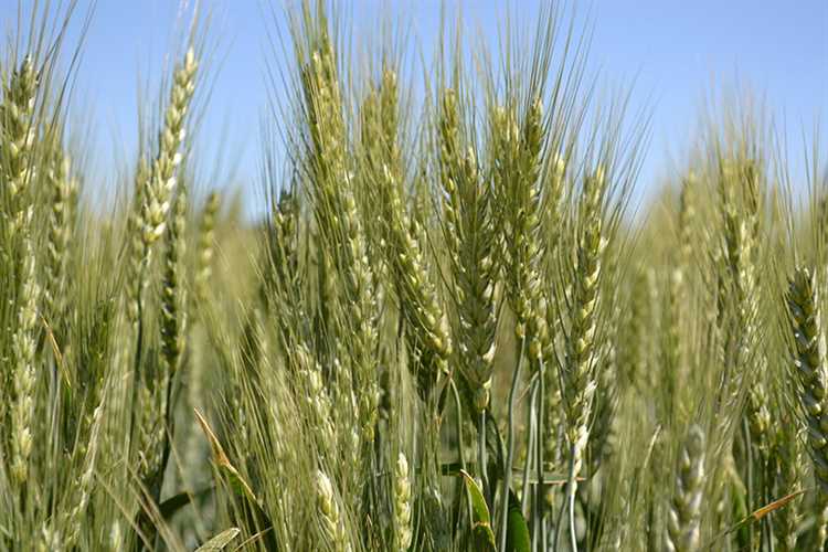 Особенности удобрения и полива мягкой пшеницы