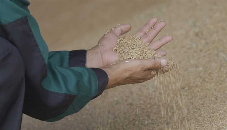 Особенности выращивания органической мягкой пшеницы