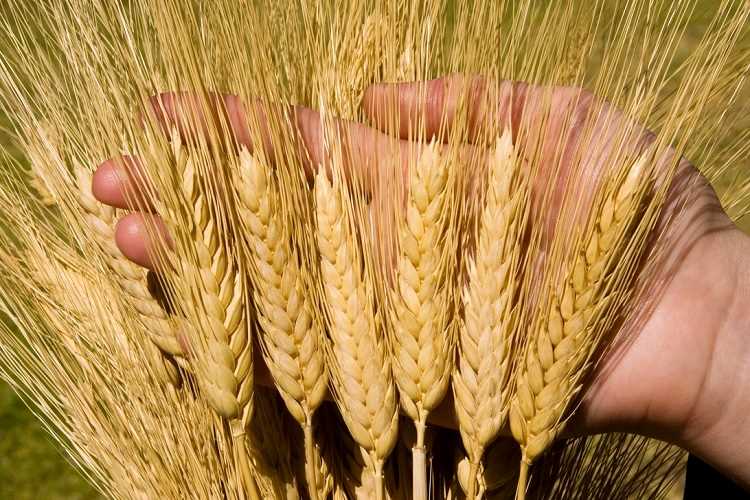 Особенности выращивания твердой пшеницы в разных климатических условиях
