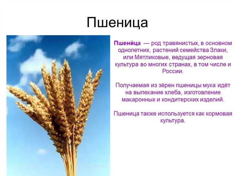 От злакового культурного дикорастущего зерна до богатого источника питательных веществ