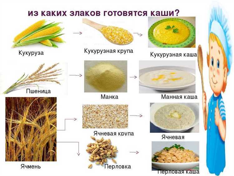 От злакового травянистого сорняка до популярного зерна в питании