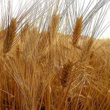 Важность включения твердой пшеницы в рацион