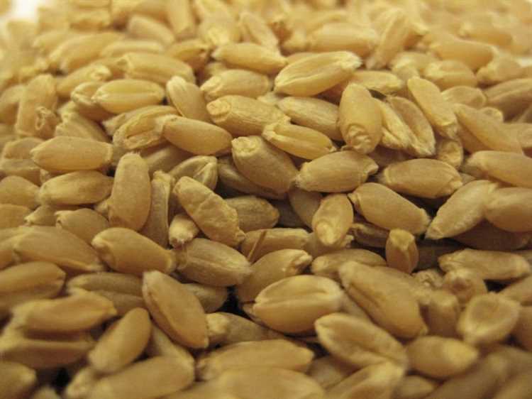 Пищевая ценность твердой пшеницы и ее роль в правильном питании