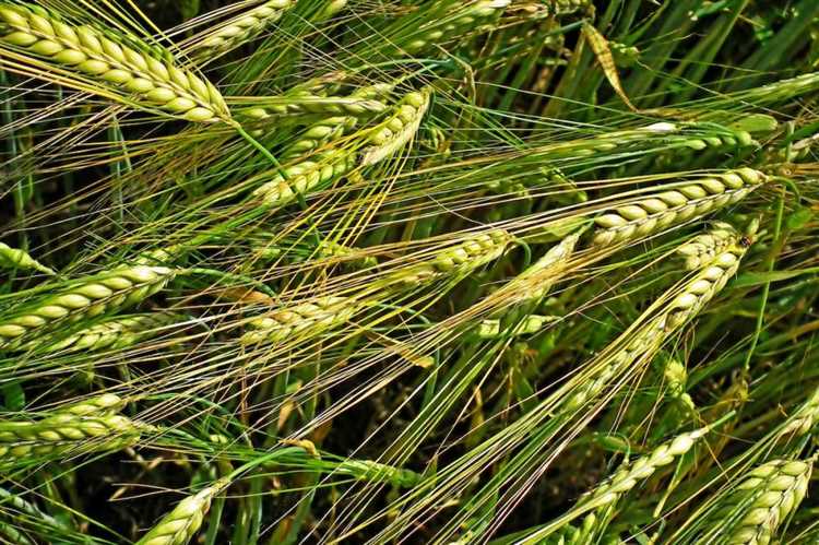 Полевые опыты и исследования по улучшению урожайности мягкой пшеницы