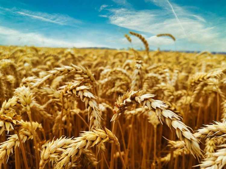 Увеличение урожайности мягкой пшеницы: эффективные техники
