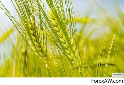 Польза и применение твердой пшеницы в народной медицине