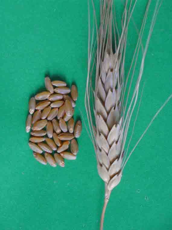 Прелести и преимущества твердой пшеницы