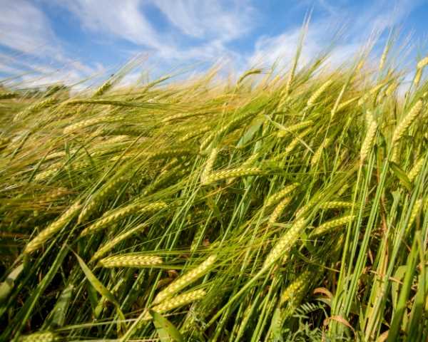 Основные этапы и проблемы в истории выращивания пшеницы: