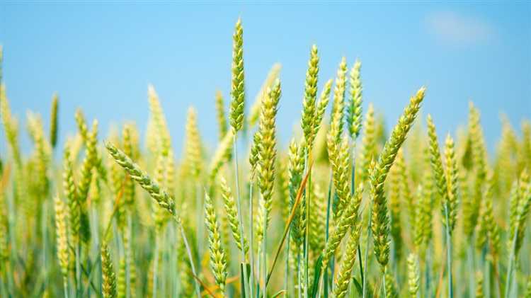 Проблемы и вызовы в современном выращивании пшеницы.